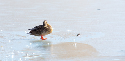 Duck on the ice. Wild nature of a bird in winter photo