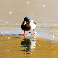 Duck on the ice. Wild nature of a bird in winter photo