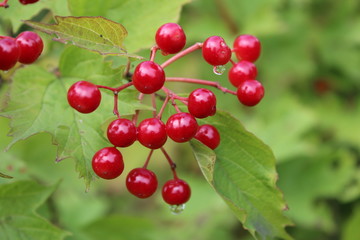 red viburnum