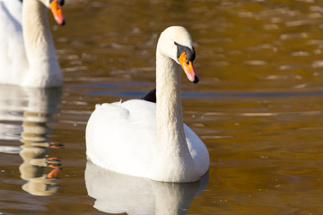 Obraz premium white swan on the water