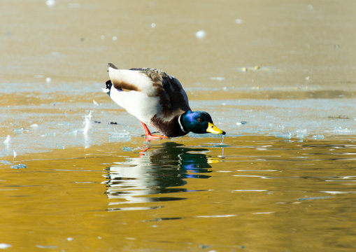 Duck on the ice. Wild nature of a bird in winter photo