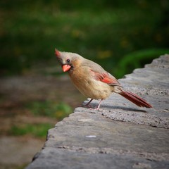 Cardinal Bird