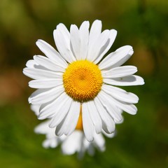 Fototapeta premium Flower White