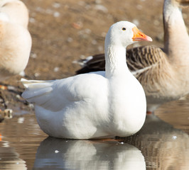 white goose on the water