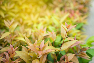 Green leaf in nature view with copy space.