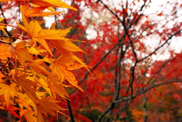 紅葉、秋の紅葉