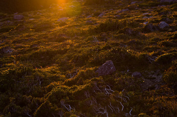 Fototapeta na wymiar Sunrise light over moorland at dawn