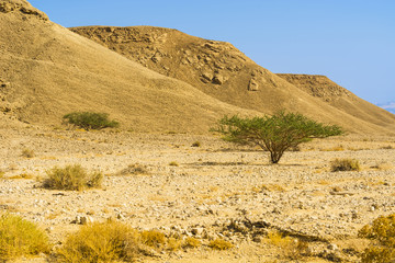 Stone desert in Israel.