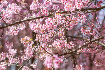 Wild Himalayan Cherry Blossoms in spring season (Prunus cerasoides), Sakura in Thailand, selective focus, Phu Lom Lo, Loei, Thailand.