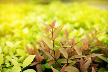 Green leaf in nature view with copy space.