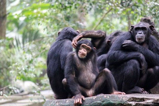 Chimpanze