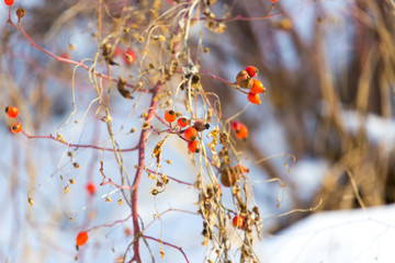 red briar berries on the tree