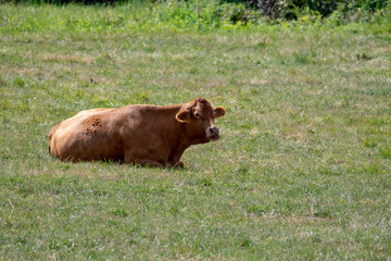 Single brown cow lying in the grass