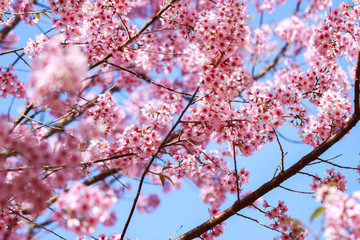 Wild Himalayan Cherry Blossoms in spring season (Prunus cerasoides), Sakura in Thailand, selective focus, Phu Lom Lo, Loei, Thailand.