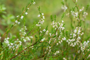 Flowering white heather, Calluna vulgaris plants