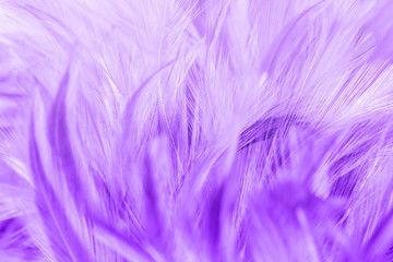 Purple chicken feathers in soft and blur style for background