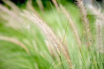Flower grass beautiful