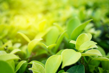 Green leaf in nature view with copy space.