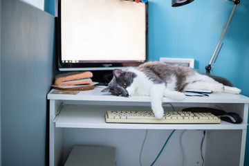 Fototapeta na wymiar cat on the computer desk