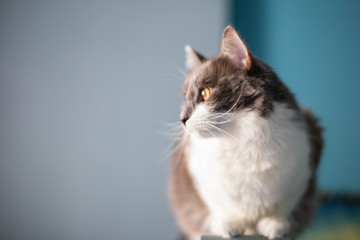 cat looking out the window