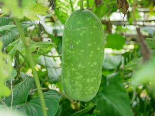 Hanging organic winter melon (Wax gourd) in the garden