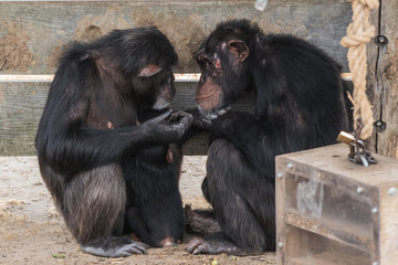 Common chimpanzee with a baby chimpanzee and an old one