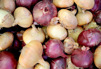 Onion - perennial herbaceous vegetable crop

