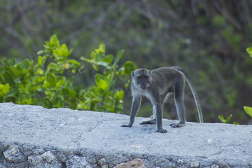 funny wild monkey