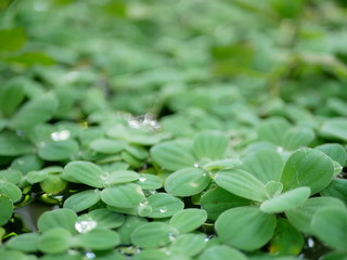Selective focus of refreshing green Shell Flower or Water Lettuce on the water surface