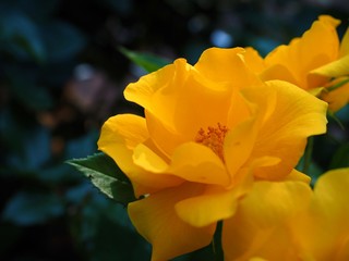 yellow rose flower close up