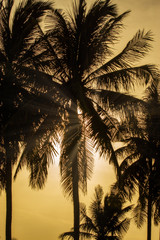 Silhouette of Coconut tree