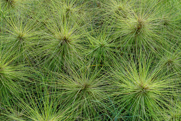 Spinifex littoreus grass