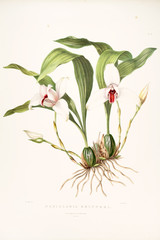 Illustration of flower