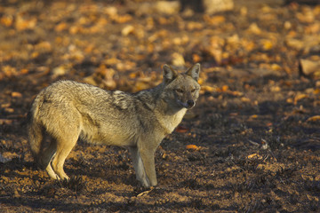 Fototapeta premium Golden Jackal, Canis aureus, Panna Tiger Reserve, Madhya Pradesh, India