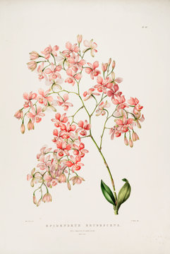 Fototapeta Illustration of flower
