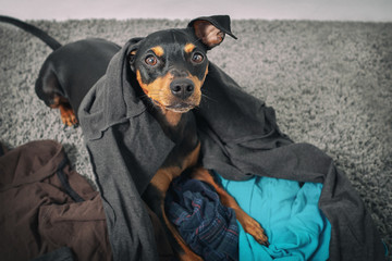 Hund Zwergpinscher durchwühlt wühlt wäsche kleider auf teppichboden