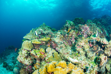 Wonderful and beautiful underwater world with ccoral reef landscape background in the deep blue ocean with colorful fish and marine life