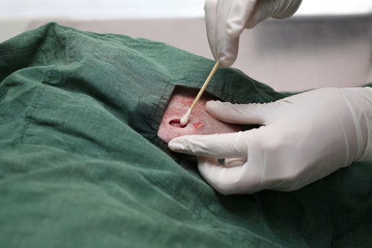 Veterinarian cleans the wounds.  Injured Shiba inu dog receiving first aid at the veterinarian clinic. Veterinarian surgery. operating of wounded Japanese dog. Clean the wound with a cotton ball on th