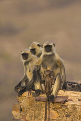 Hanuman Langur, Simia entellus, Bandhavgarh Tiger Reserve, Madhya Pradesh, India