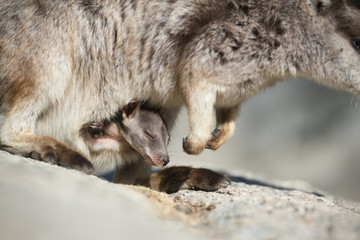 ロックワラビー