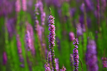 The beauty of the lavender