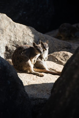 ロックワラビー