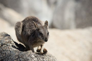 ロックワラビー