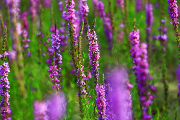 The beauty of the lavender