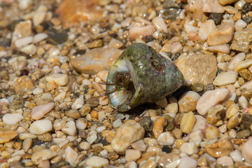 Small sea crab in shell on stones, Croatia