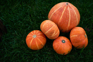 Ripe orange pumpkin patch on sunny autumn day on green grass, natural food background
