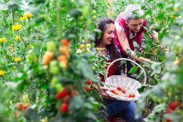 Girl hold basket with freshly picked tomatoes in garden