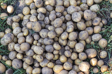 collecting potatoes in the field