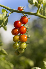 cherry tomatoes in the garden