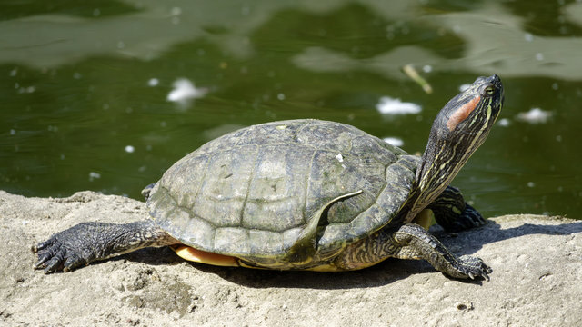 River turtle closeup